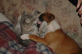 Dog 1 - Cat
                    0