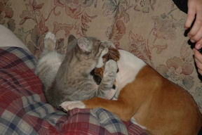 Dog 1 - Cat
                    1